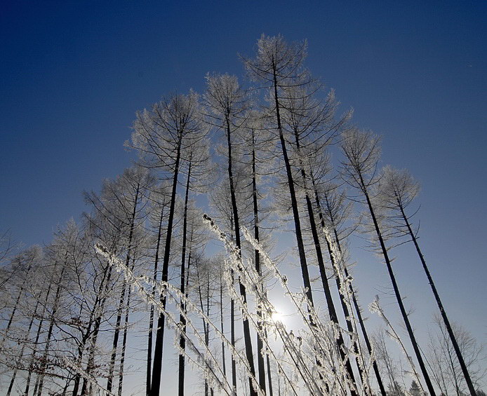 Winter Baum_DDC8588.jpg